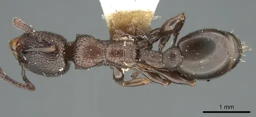 Podomyrma clarki - CASENT0906192