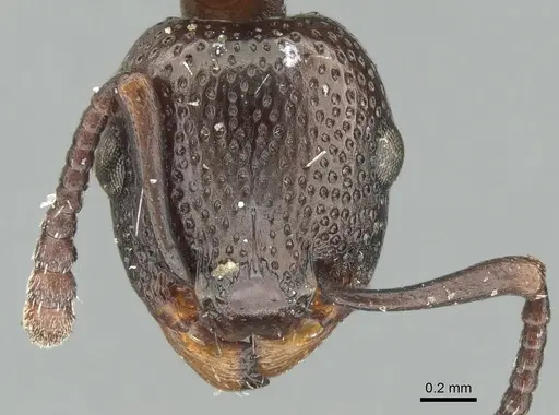 Podomyrma clarki - CASENT0906192