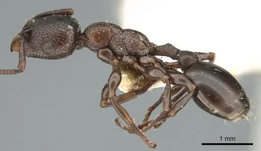 Podomyrma clarki - CASENT0906192