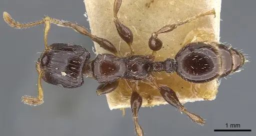 Podomyrma delbrueckii specimen