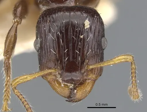 Podomyrma delbrueckii specimen