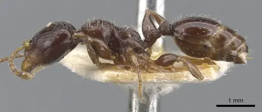 Podomyrma delbrueckii specimen