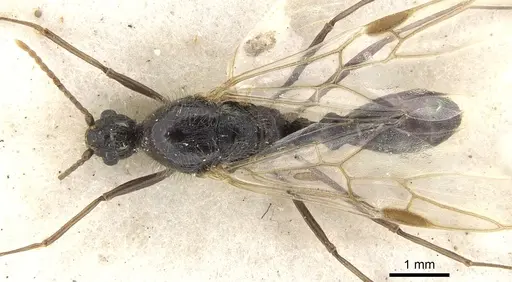 Podomyrma delbrueckii - CASENT0902004