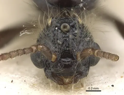 Podomyrma delbrueckii - CASENT0902004