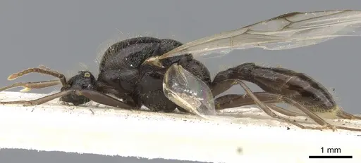 Podomyrma delbrueckii - CASENT0902004