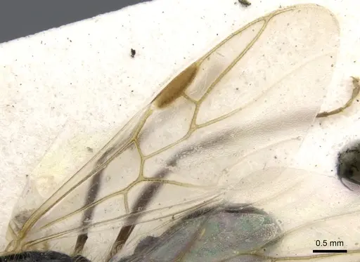 Podomyrma delbrueckii - CASENT0902004