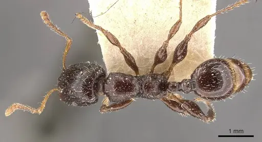 Podomyrma delbrueckii - CASENT0908970