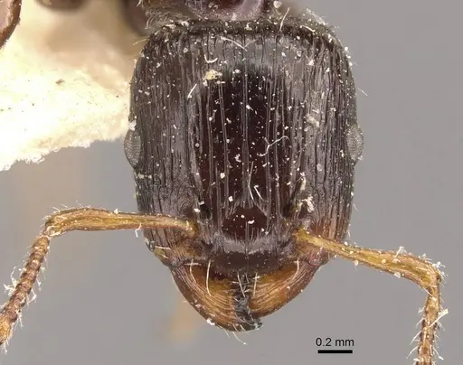 Podomyrma delbrueckii - CASENT0908970