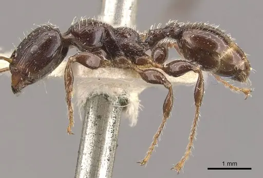 Podomyrma delbrueckii - CASENT0908970