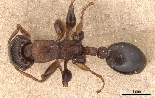 Podomyrma densestrigosa specimen