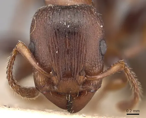 Podomyrma densestrigosa specimen