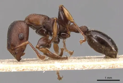 Podomyrma densestrigosa specimen