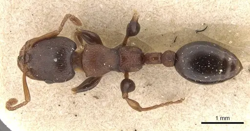 Podomyrma densestrigosa - CASENT0908971