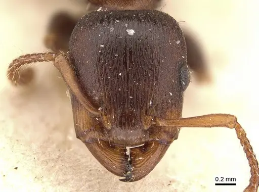 Podomyrma densestrigosa - CASENT0908971