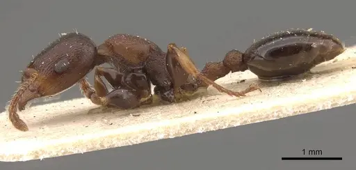 Podomyrma densestrigosa - CASENT0908971