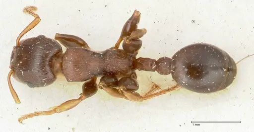 Podomyrma densestrigosa - FOCOL1988