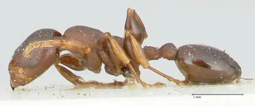 Podomyrma densestrigosa - FOCOL1988