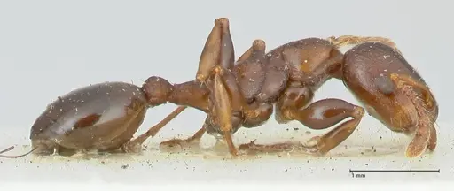 Podomyrma densestrigosa - FOCOL1988