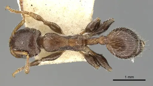 Podomyrma elongata specimen