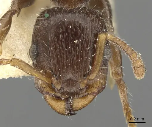 Podomyrma elongata specimen