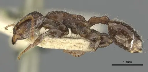 Podomyrma elongata specimen