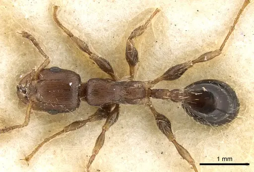 Podomyrma elongata - CASENT0906191