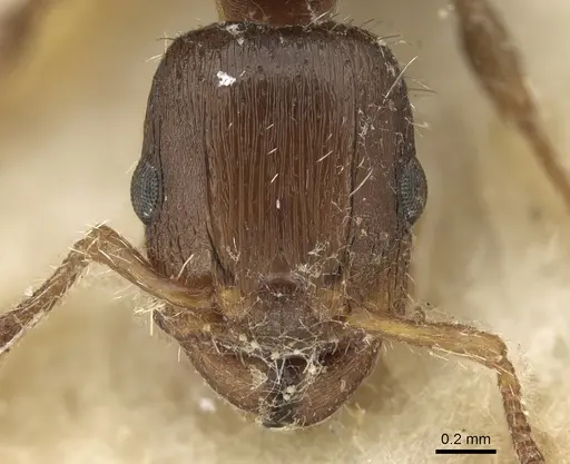 Podomyrma elongata - CASENT0906191