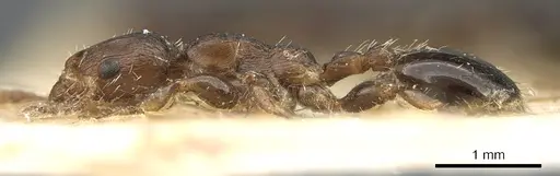 Podomyrma elongata - CASENT0906191