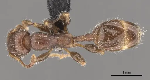 Podomyrma elongata - CASENT0908972