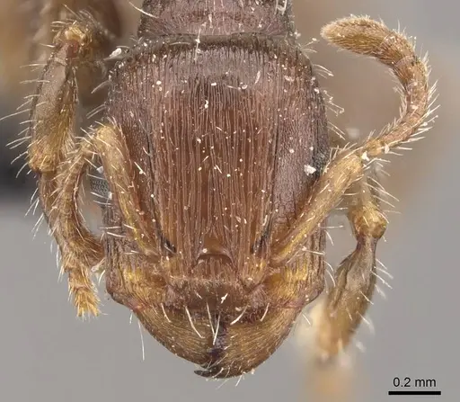 Podomyrma elongata - CASENT0908972