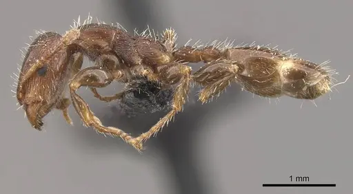 Podomyrma elongata - CASENT0908972