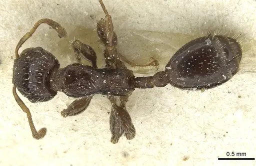 Podomyrma elongata - CASENT0913014