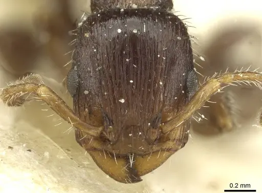 Podomyrma elongata - CASENT0913014
