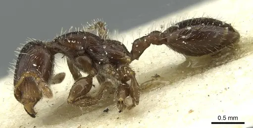 Podomyrma elongata - CASENT0913014