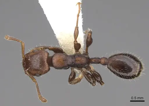 Podomyrma elongata - CASENT0922808