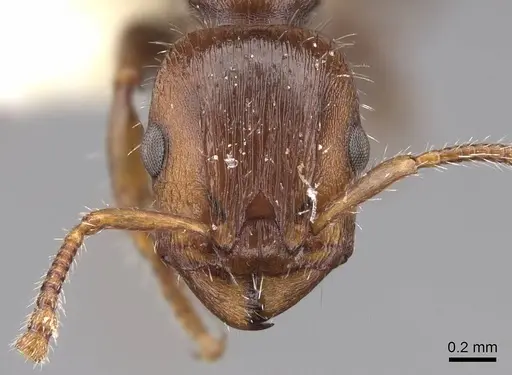 Podomyrma elongata - CASENT0922808