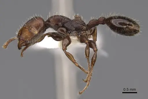 Podomyrma elongata - CASENT0922808