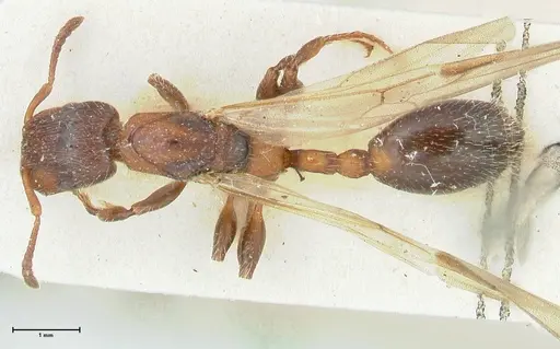 Podomyrma elongata - FOCOL1994