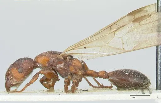 Podomyrma elongata - FOCOL1994