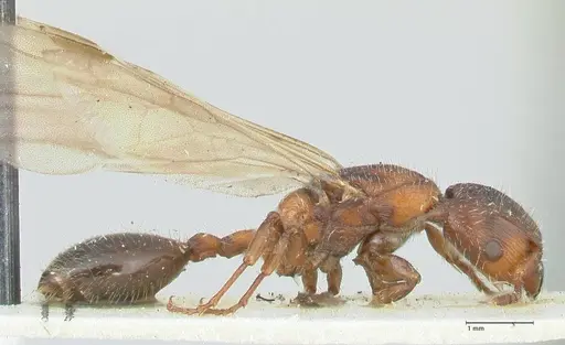 Podomyrma elongata - FOCOL1994