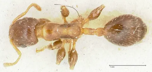 Podomyrma elongata - FOCOL1995