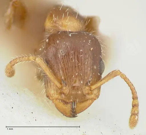 Podomyrma elongata - FOCOL1995