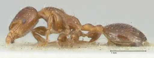 Podomyrma elongata - FOCOL1995