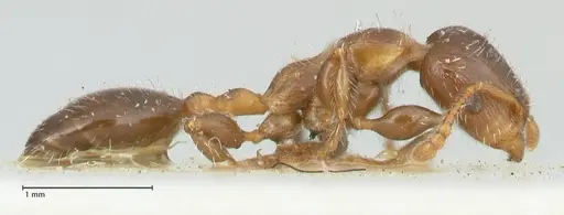 Podomyrma elongata - FOCOL1995