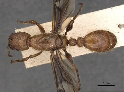 Podomyrma femorata specimen