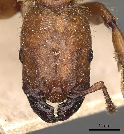Podomyrma femorata specimen