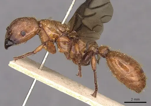 Podomyrma femorata specimen