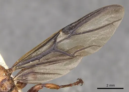 Podomyrma femorata - CASENT0901387