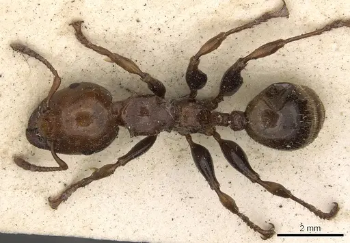 Podomyrma femorata - CASENT0901388