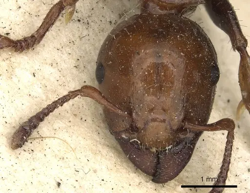 Podomyrma femorata - CASENT0901388